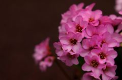 花の名前を教えてください♪