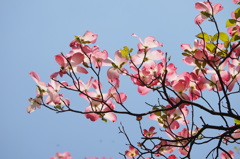 小石川植物園にて１