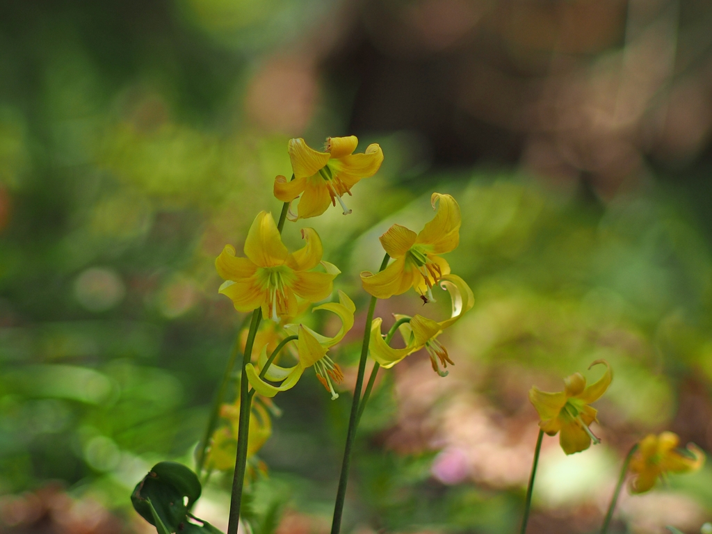 2018 黄花カタクリ 