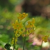 2018 黄花カタクリ 