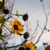 試写：Industar-61 L/D 55mm F2.8