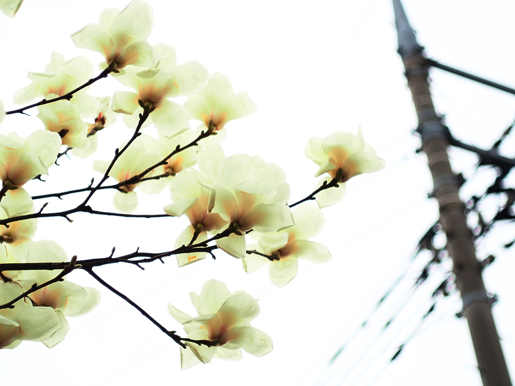 電柱 マイブーム