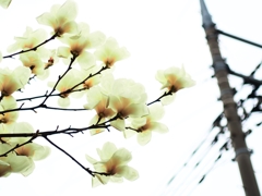 電柱 マイブーム