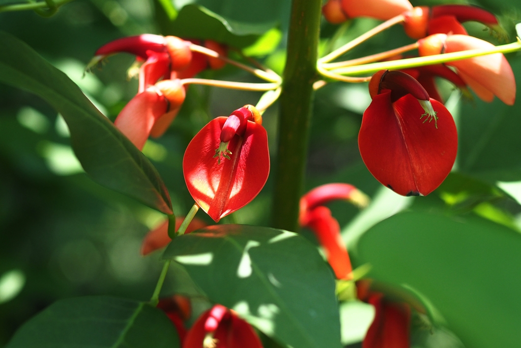 本当にサラダにできるんだろうか？２