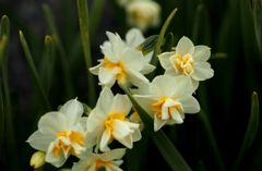 己惚れちゃん 己惚れちゃん