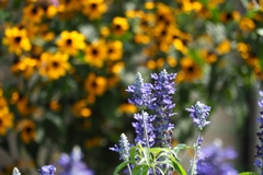 キットレンズのグルグル