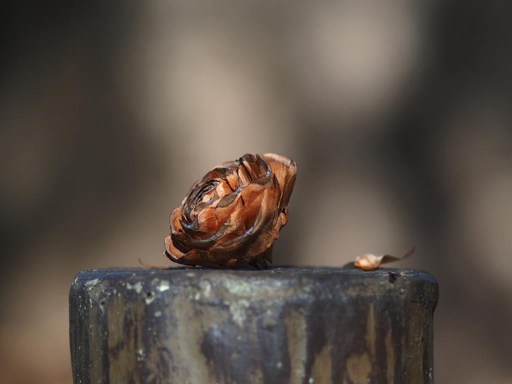 ヒマラヤ杉の松ボックリ