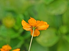 実は夏の花だったりする