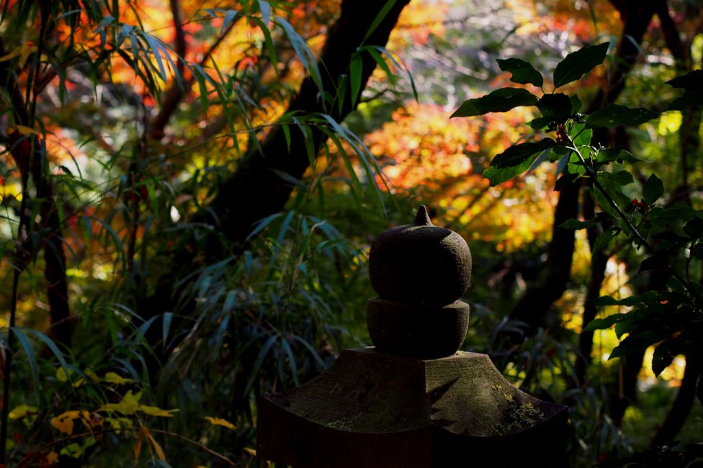 大きなタマネギの下で