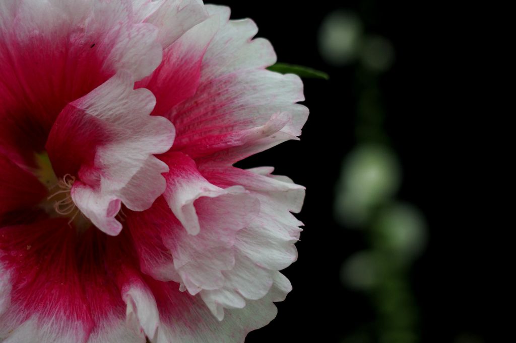 逃げる 追いかける