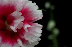 逃げる 追いかける