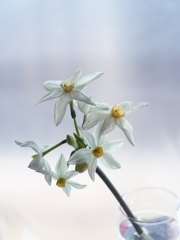 Grandmonarque