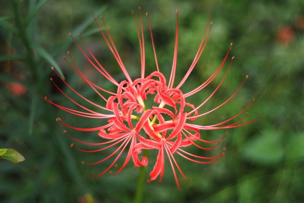 形見のレンズで彼岸花を撮る