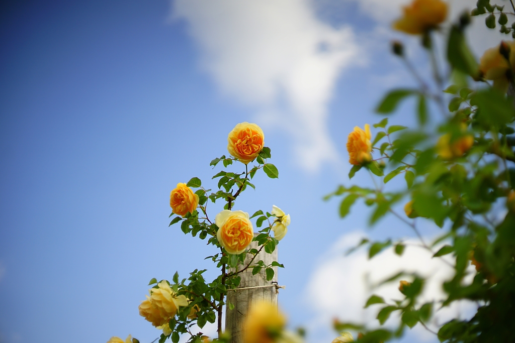 殿堂入りなんだって