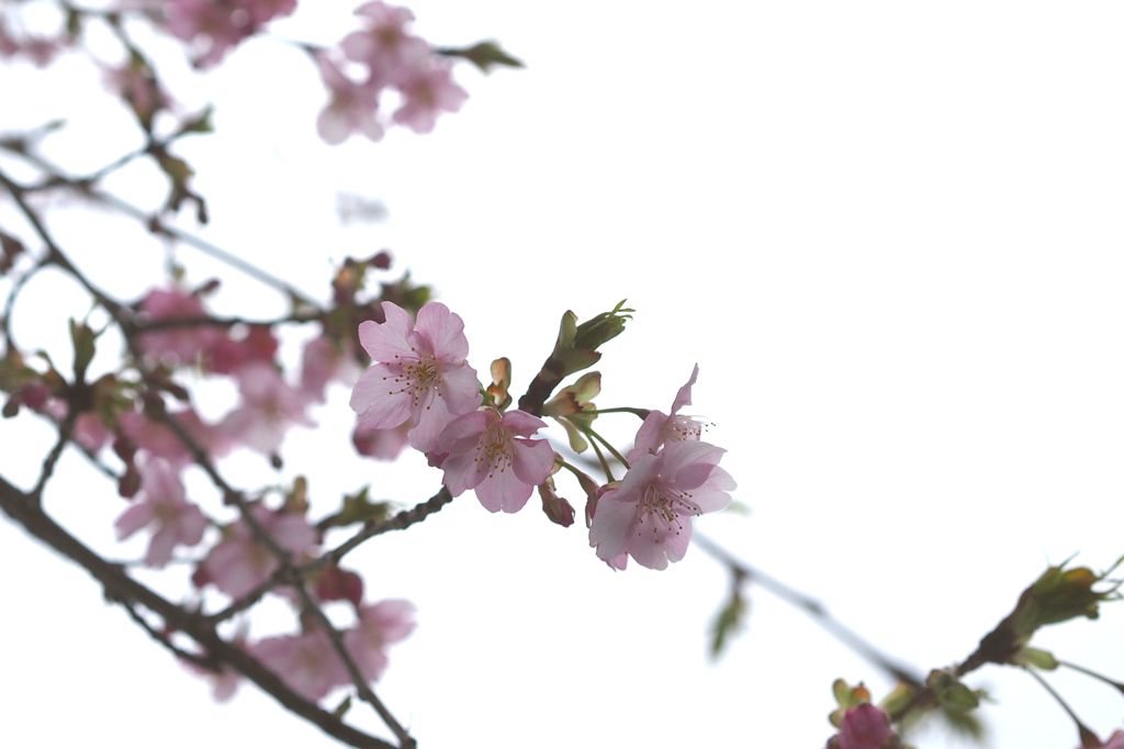 河津より愛をこめて