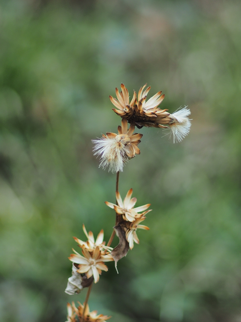 美しき屍 2019春