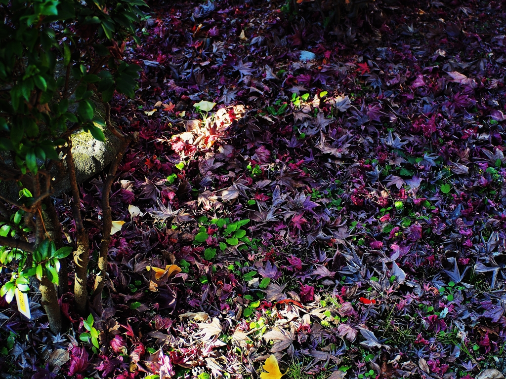 Purple Dry leaves