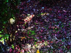 Purple Dry leaves