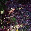 Purple Dry leaves
