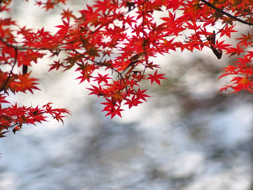 紅葉 実篤の庭