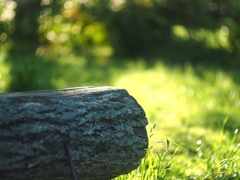 和製Biotarの神髄２