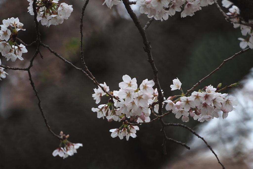 狛江一有名な桜