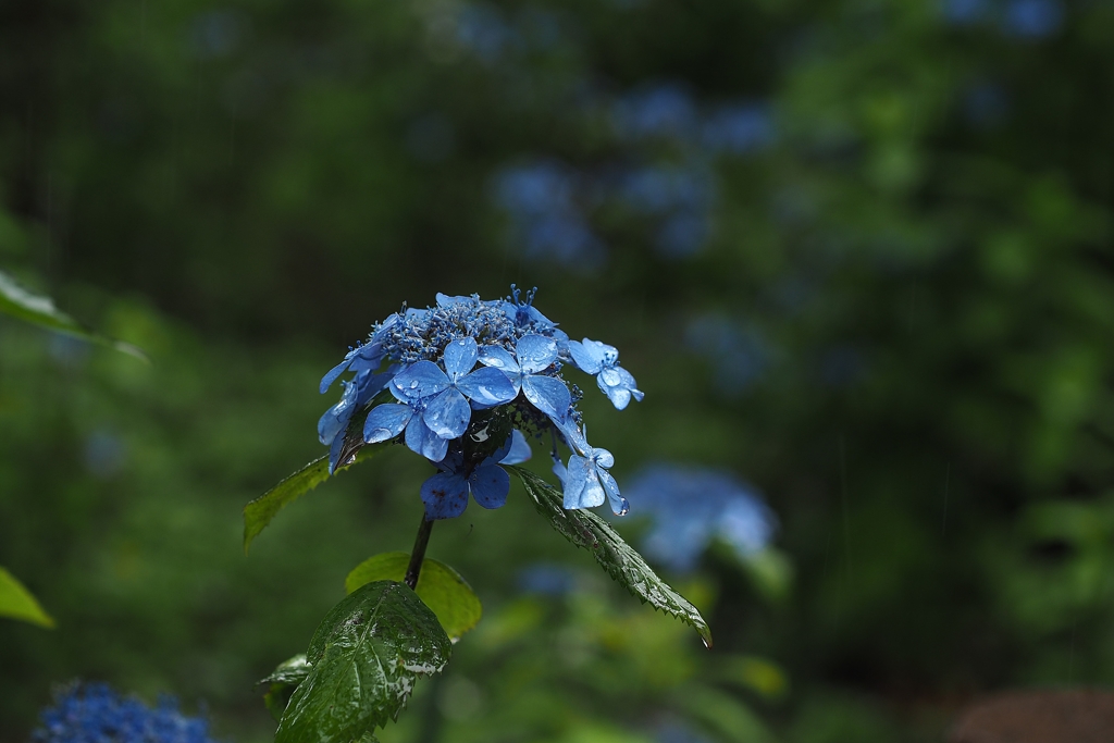 言の葉の庭 in 相模原