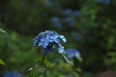言の葉の庭 in 相模原