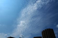 フェザントテイル