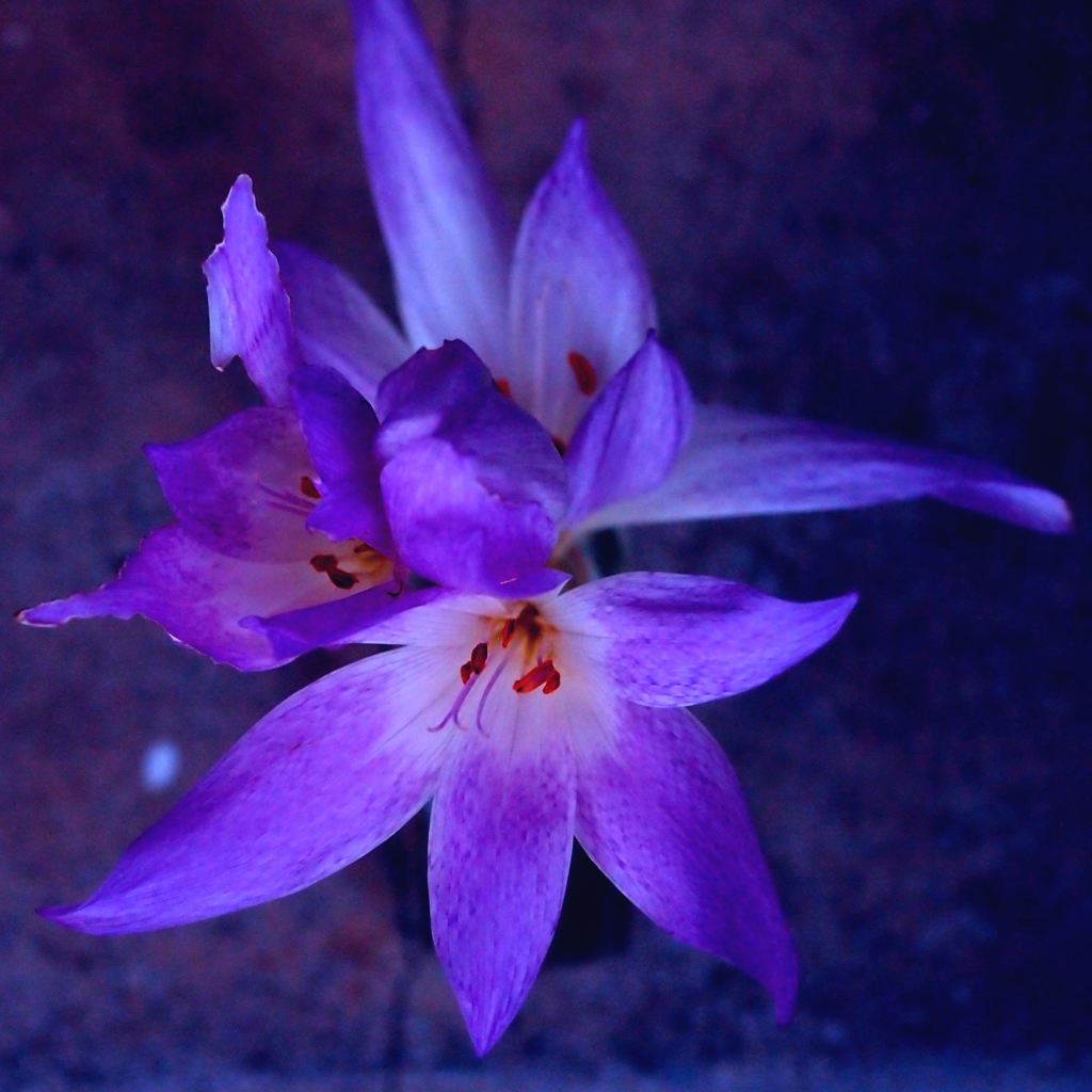 ビオランテ 生存