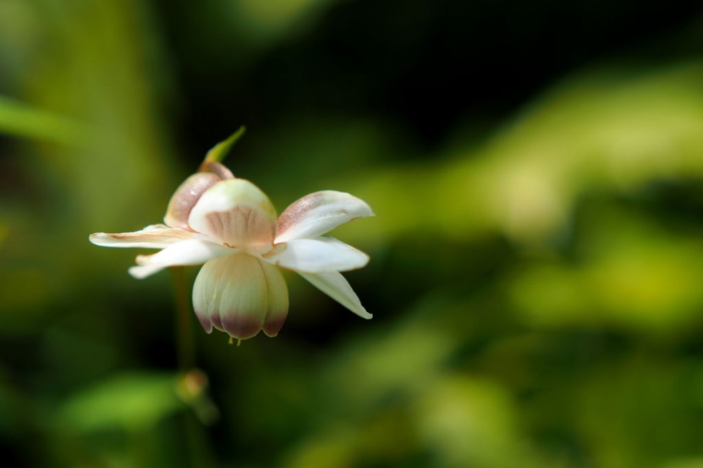 日本固有種 １属１種の花 ２ By Elvis0713 Id 写真共有サイト Photohito