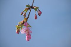 2.27 たぶん河津桜