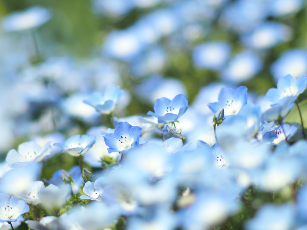 神代ネモフィラの丘