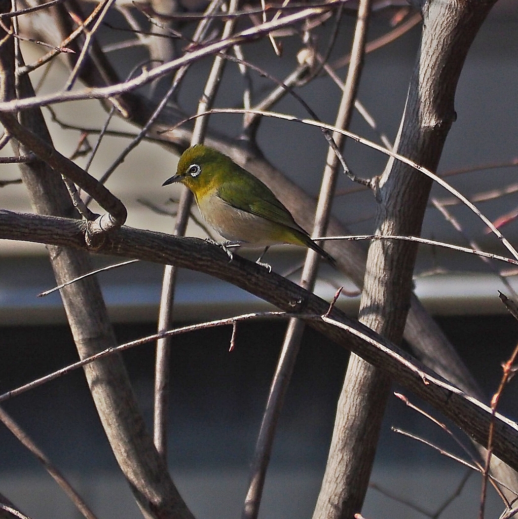 頑張れキットレンズ