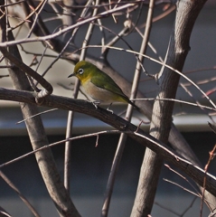 頑張れキットレンズ