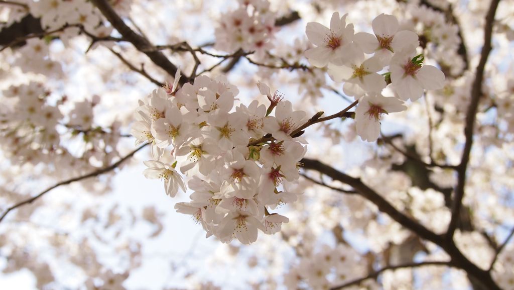 サイレント・プア