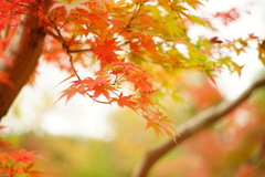 紅葉 嶋田屋よこ