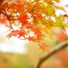 紅葉 嶋田屋よこ
