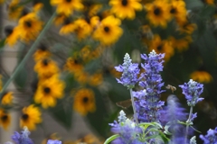 ワタシとあなた