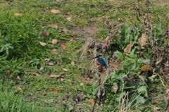 頑張れキットレンズ⑤