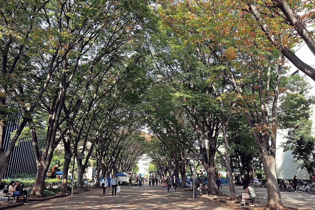 馬事公苑から東農大 けやき並木