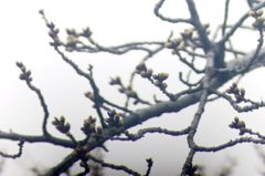 ボーグで開花予想