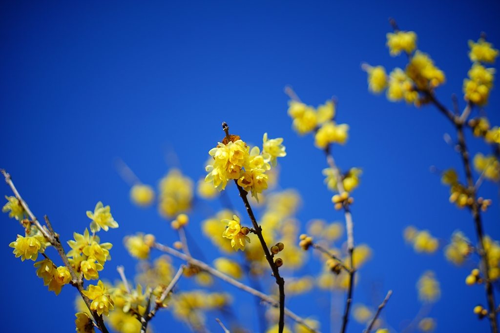 やっぱり蝋梅は1月の花♪