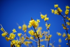 やっぱり蝋梅は1月の花♪