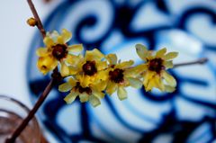 道化師quintet 道化師quintet