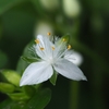 要注意外来生物