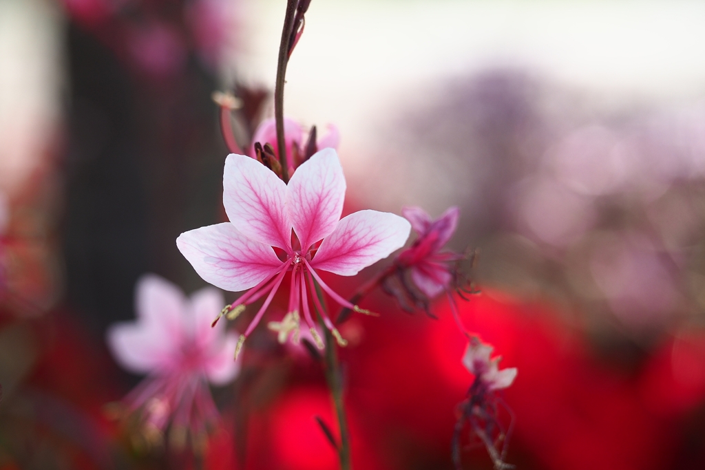 ハクチョウソウ：紅蓮