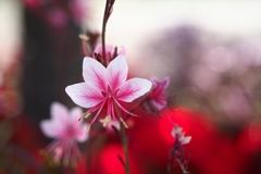 ハクチョウソウ：紅蓮