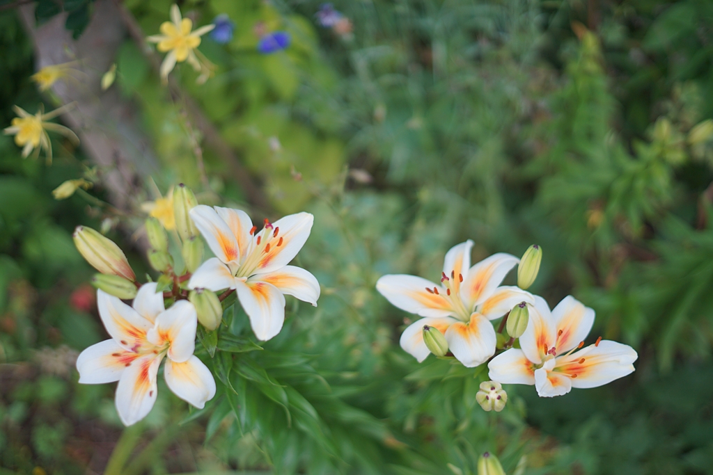 花束のような恋をした