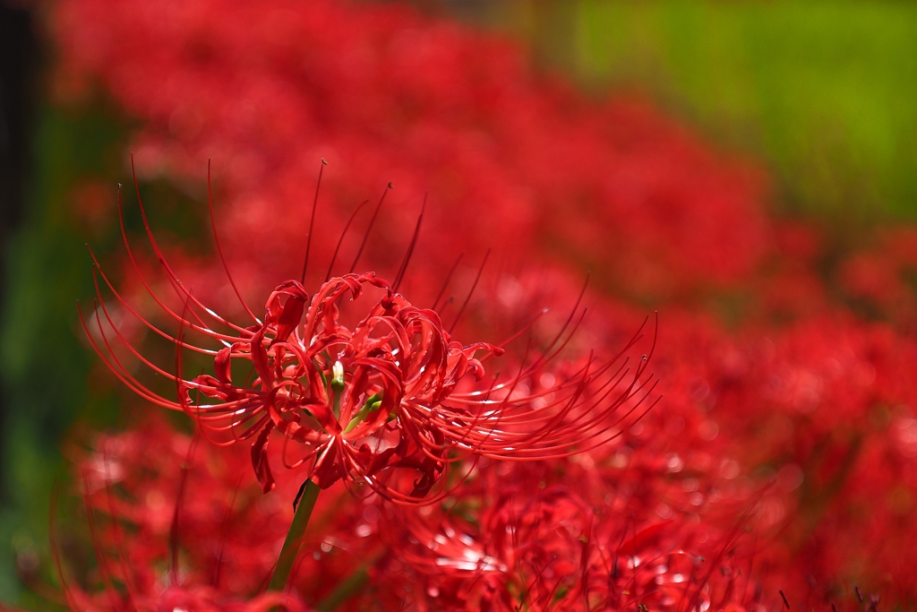 紅蓮の座標 